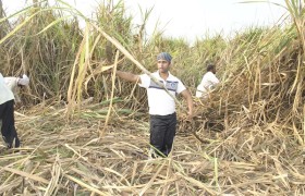 cane_harvesting