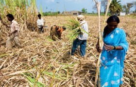 cane_harvesting_02