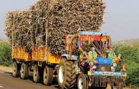cane_harvesting_03